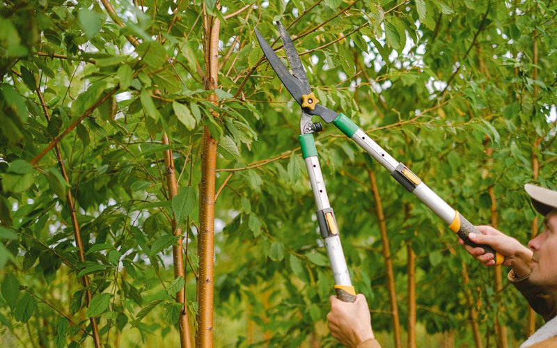 Tree trimming in Tonica, IL